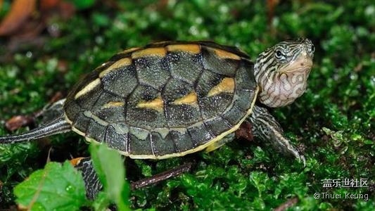 已開獎寵物活動7月第一期】適合上班族的的寵物