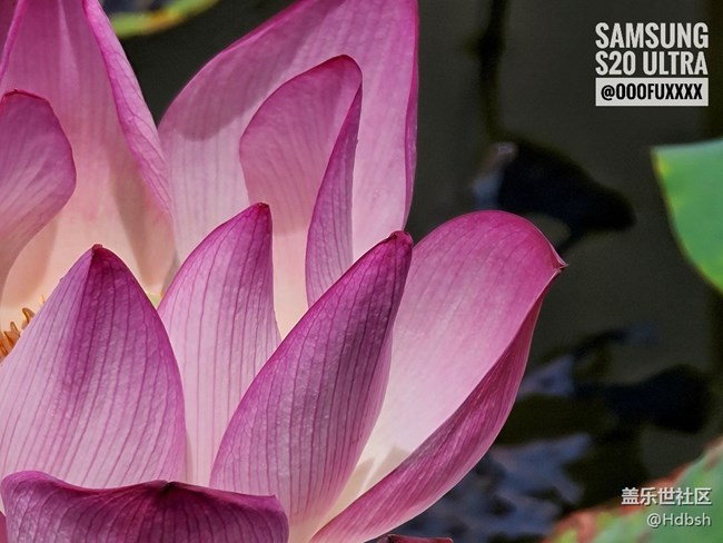 【長焦之美】十倍變焦拍荷花