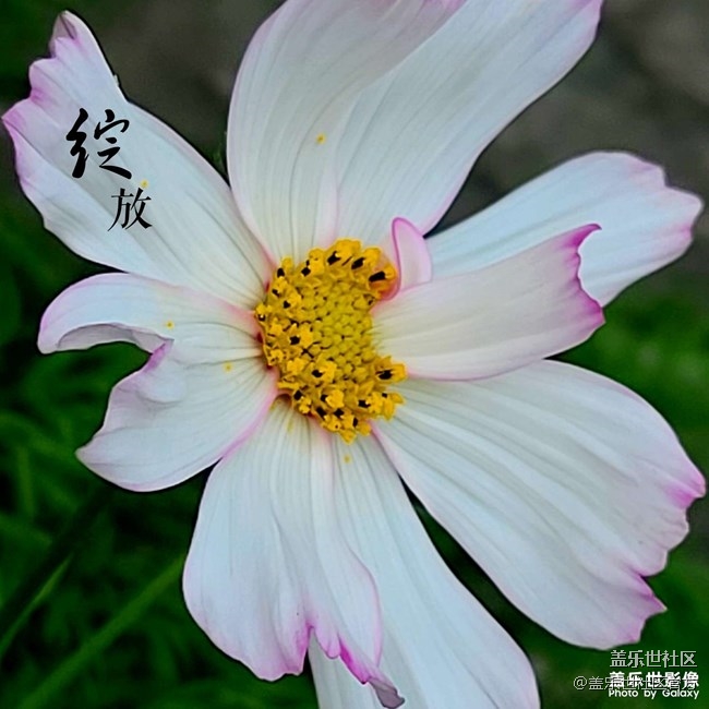 《每周星鮮事》第35期：Galaxy Z Flip 5G新色于7月22日預(yù)定