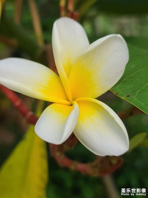 蛋花