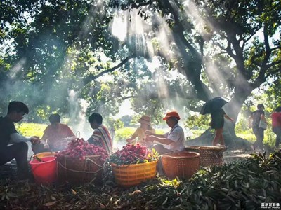 【生活志】+豐收季