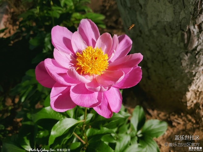 《每周星鮮事》第35期：Galaxy Z Flip 5G新色即將發(fā)布