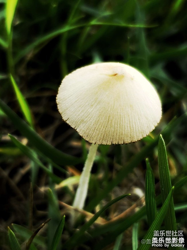 《每周星鮮事》第35期：Galaxy Z Flip 5G新色即將發(fā)布