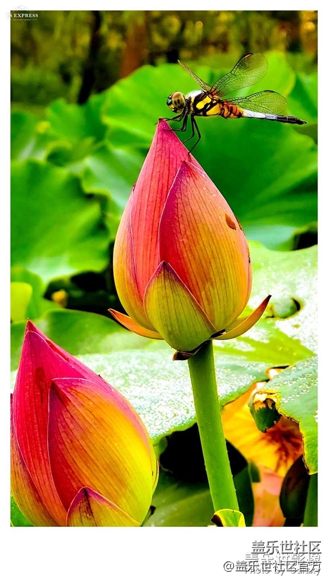 《每周星鮮事》第35期：Galaxy Z Flip 5G新色即將發(fā)布