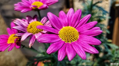 三星S10+在香格里拉（第十二期）