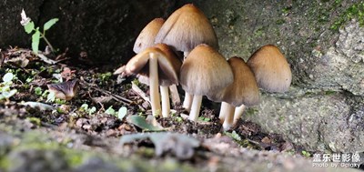 最美少華山