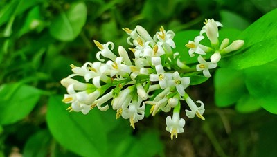 三星S10+在香格里拉（第十三期）