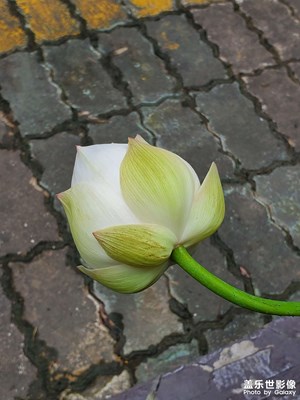 幾日不見，又開花了