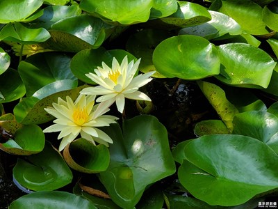 【城市相冊(cè)】+臘山河公園