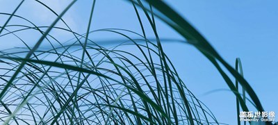 夏日晚風