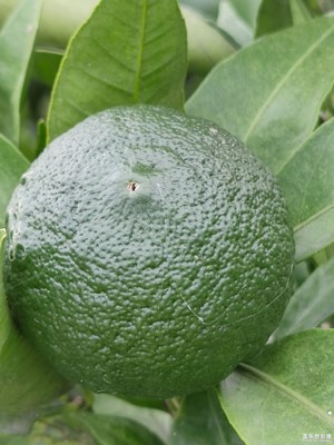 【記錄此刻】+家鄉(xiāng)瓜果，記憶中的味道