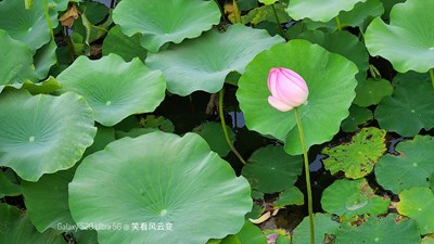 Galaxy S20 Ultra 5G +【一方清塘】