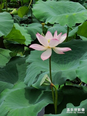 s20實(shí)拍-荷花
