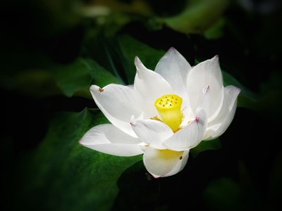 【記錄此刻】+花開正當(dāng)時