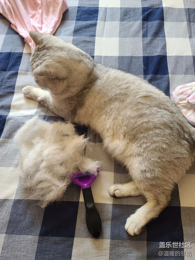 已開獎【8月寵物活動第一期】夏天家里的貓狗要不要剃毛