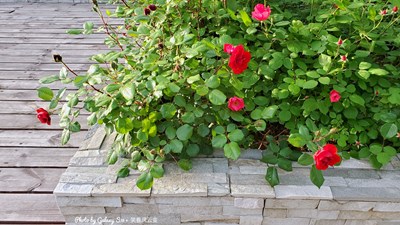 Galaxy S10+ 清寧花園（四）