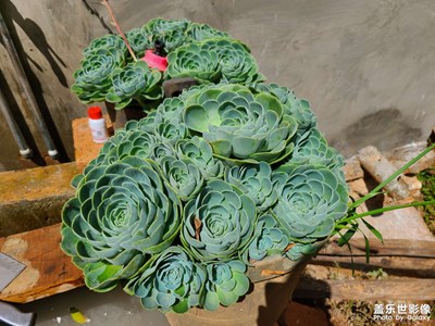 漂亮的小肉肉