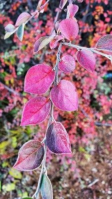 三星S10+在香格里拉（第十六期）