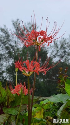 彼岸花開開兩岸，花葉永不相見