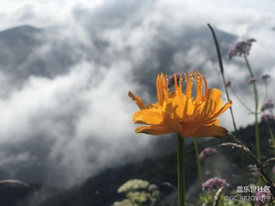 小五賞花