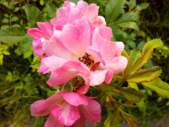 三星Galaxy A71 5G上手體驗(yàn)-----堆料小霸王就是它