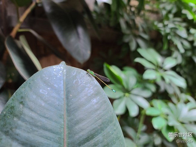 【Galaxy A71 5G評(píng)測(cè)活動(dòng)】三星 Galaxy A71 烏鎮(zhèn)隨拍