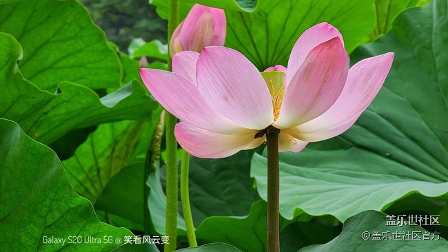 《每周星鮮事》第37期：Galaxy Note20系列新品預(yù)約開(kāi)啟