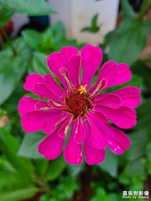 花??花世界