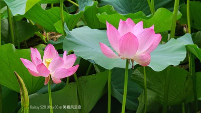 Galaxy S20 Ultra 5G + 荷 （二）