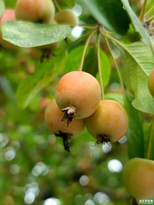 【初秋印象】+初秋的果實(shí)