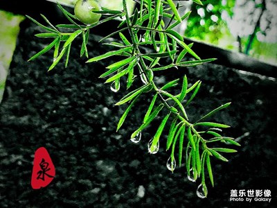 雨。葉