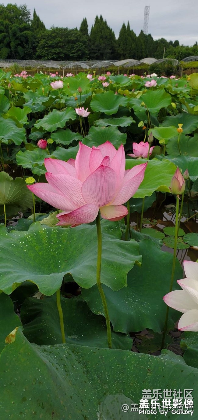 《每周星鮮事》第38期：星鮮創(chuàng)造營(yíng)第三期開(kāi)營(yíng) 期待你的加入