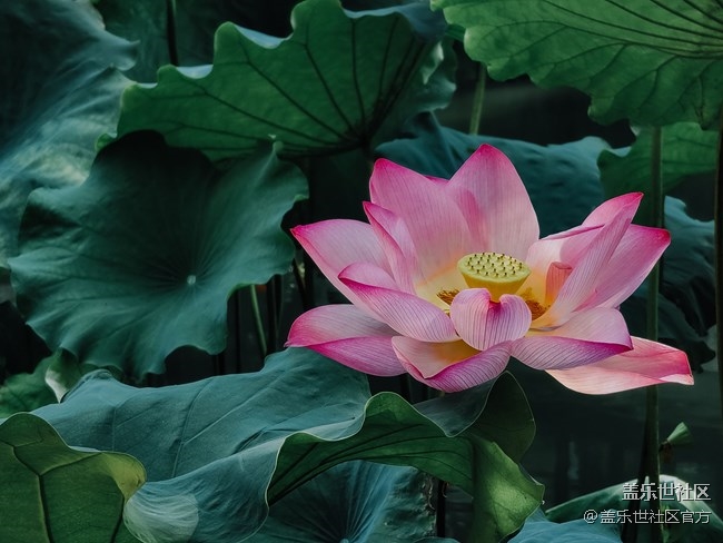 《每周星鮮事》第38期：星鮮創(chuàng)造營(yíng)第三期開(kāi)營(yíng) 期待你的加入