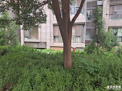 猜猜圖里有幾只貓？