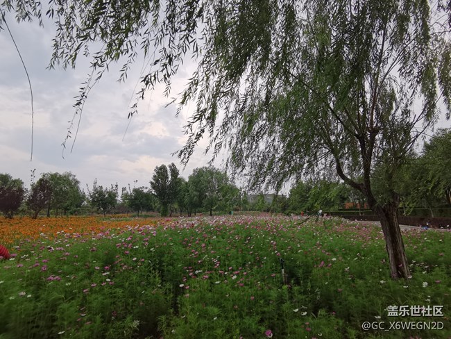 【我的七夕生活】+公園隨拍
