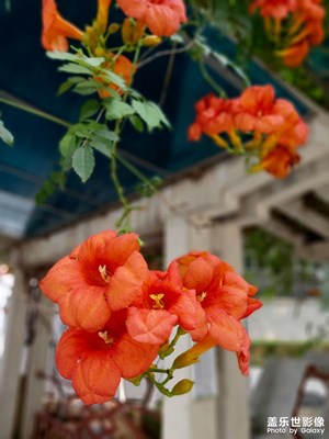 凌霄花