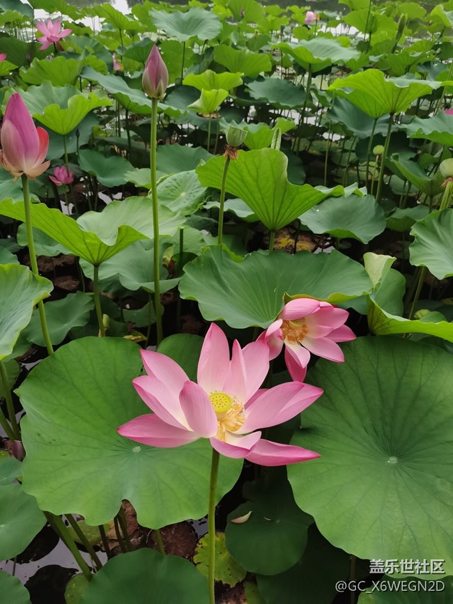 【我的七夕生活】+公園隨拍