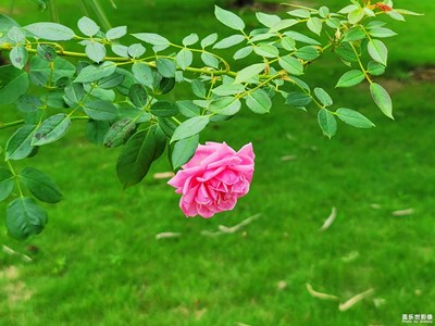 【發(fā)現(xiàn)生活發(fā)現(xiàn)美】+那些花兒