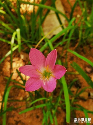 路邊的野花