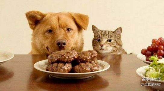 已開獎(jiǎng)【9月寵物活動(dòng)第一期】家中寵物的伙食