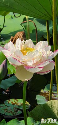 一念心清凈，處處蓮花開