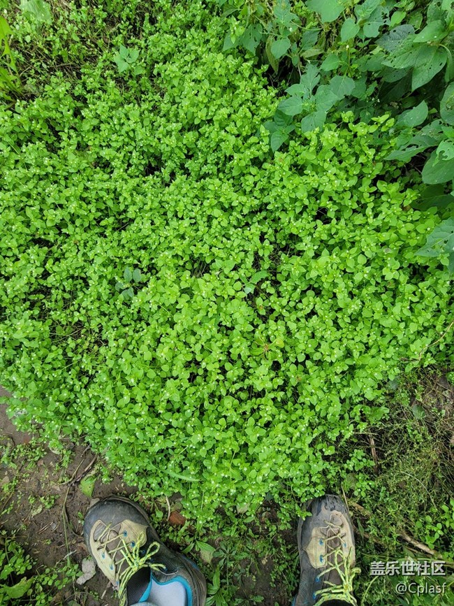 Note 20 Ultra 5G 使用簡評 Note 20 Ultra 5G 使用簡評