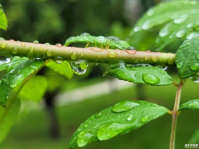 雨后小清新