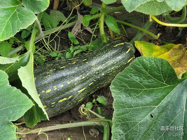 Note 20 Ultra 5G 使用簡評 Note 20 Ultra 5G 使用簡評