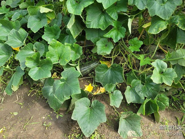 Note 20 Ultra 5G 使用簡評 Note 20 Ultra 5G 使用簡評