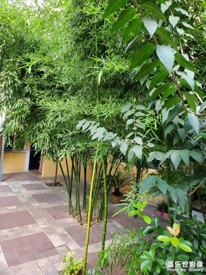 花園欣賞