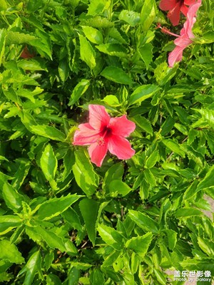 不知名的花朵
