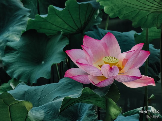 【三星Note20U上手簡單評測】