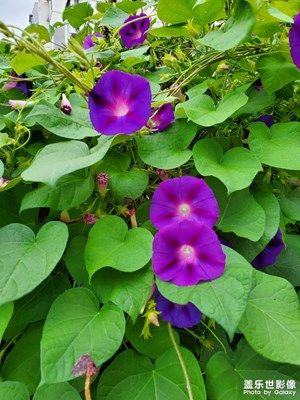 隨手拍小花