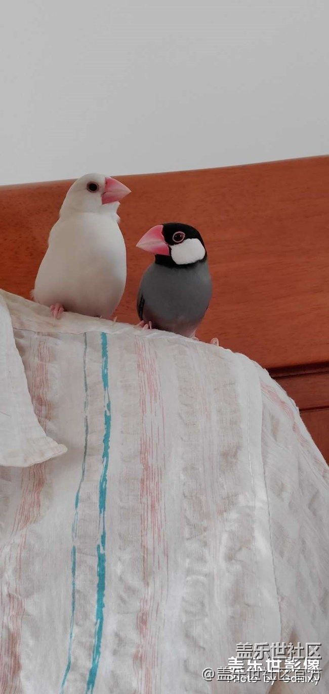 《每周星鮮事》第40期：Galaxy新品發(fā)布會 敬請期待